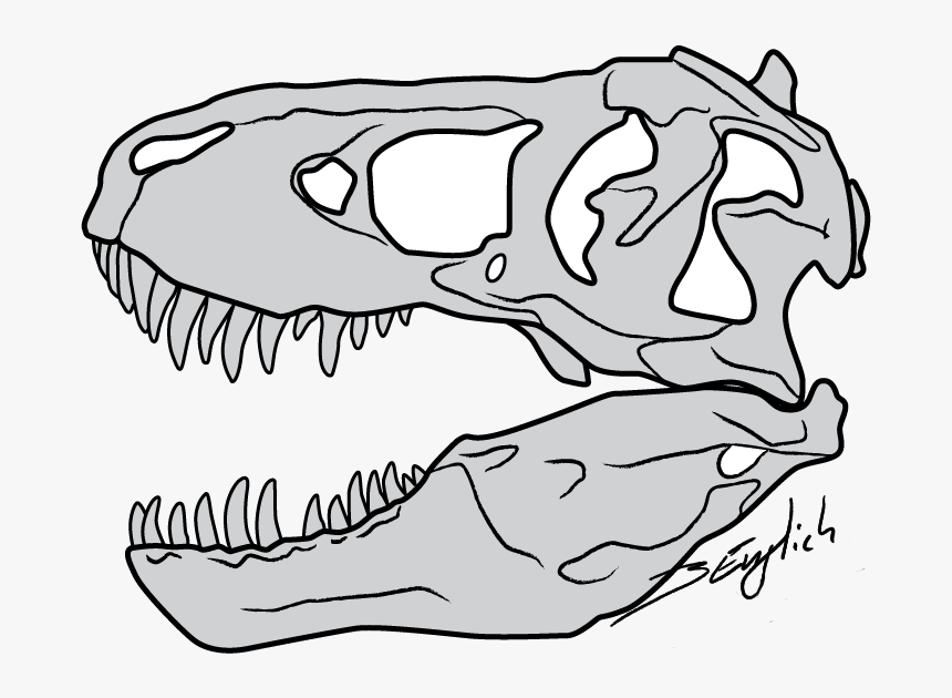 Clip Black And White Clipart Face T Rex Free For Download - Tyrannosaurus Rex Skull Drawing, HD Png Download, Free Download