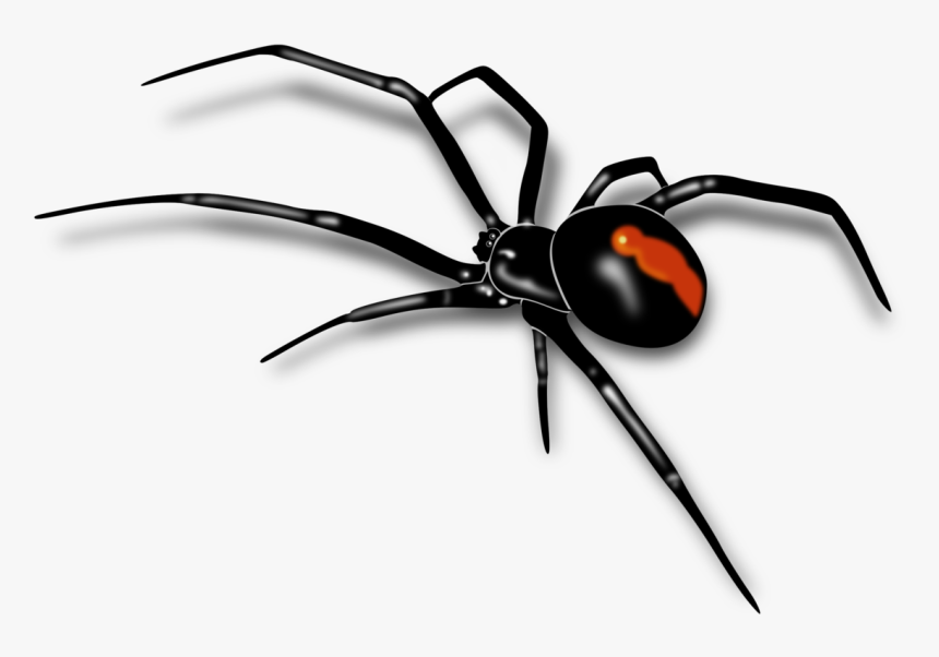 Redback Spider Sydney Funnel Web Spider Southern Black - Black Widow Spider Drawing, HD Png Download, Free Download