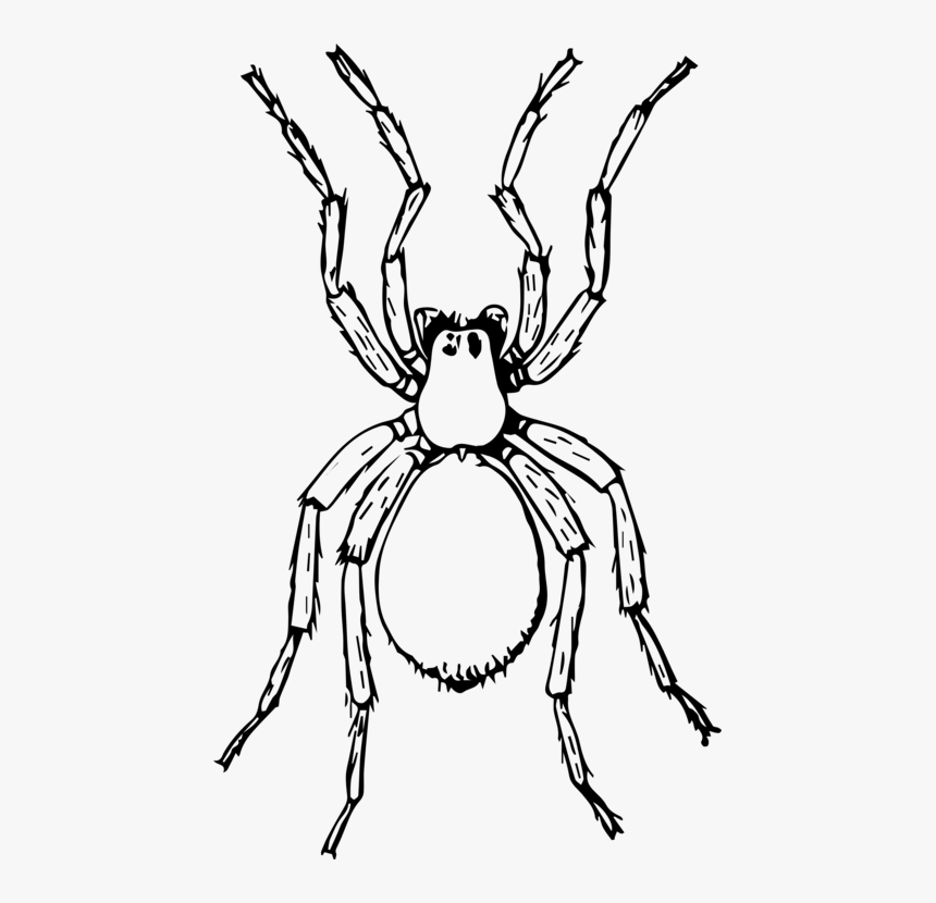 Line Art,wildlife,antler - Spider Black And White Png, Transparent Png, Free Download