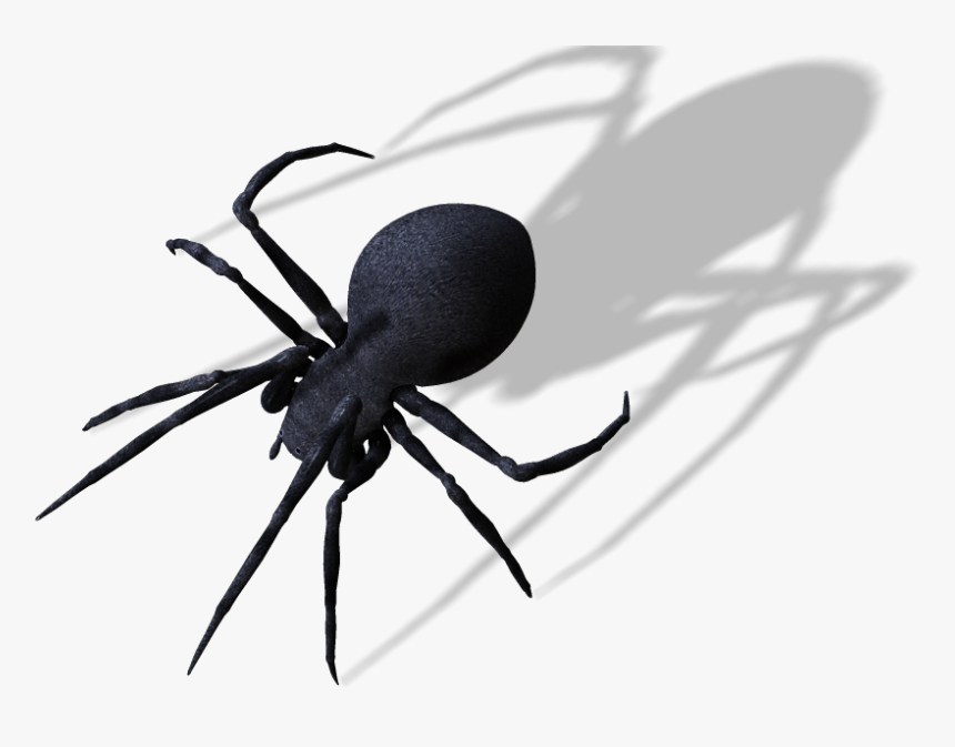 Spider Clipart Arthropod - Spiders Png, Transparent Png, Free Download