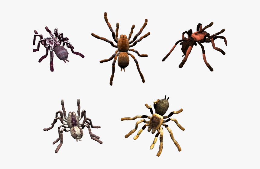 Transparent Spider Clipart Png - Spider, Png Download, Free Download