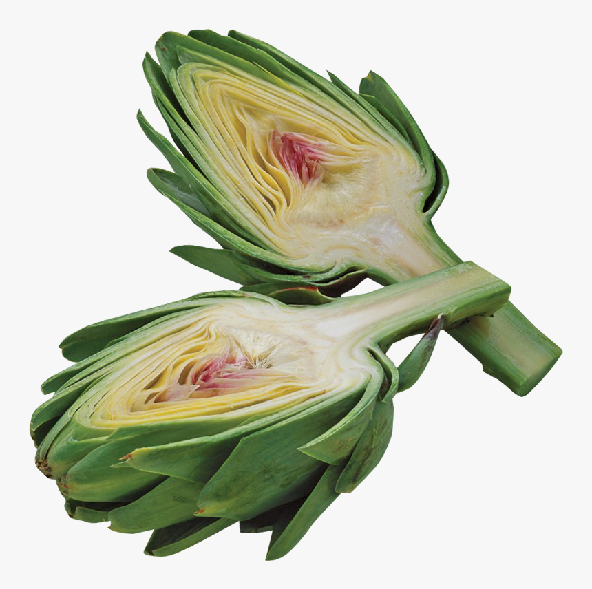 Artichoke Png Image2 - آرتیشو, Transparent Png, Free Download