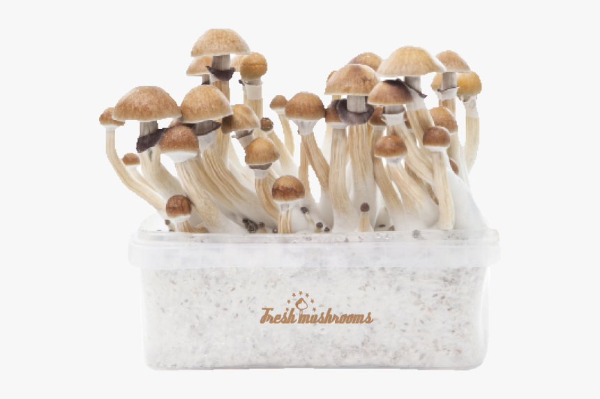 Fresh Mushroom Grow Kit, HD Png Download, Free Download