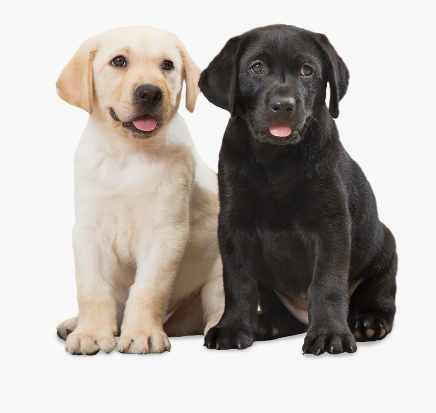 Image Of A Yellow Puppy Sitting Next To A Black Puppy - Labrador Retriever, HD Png Download, Free Download