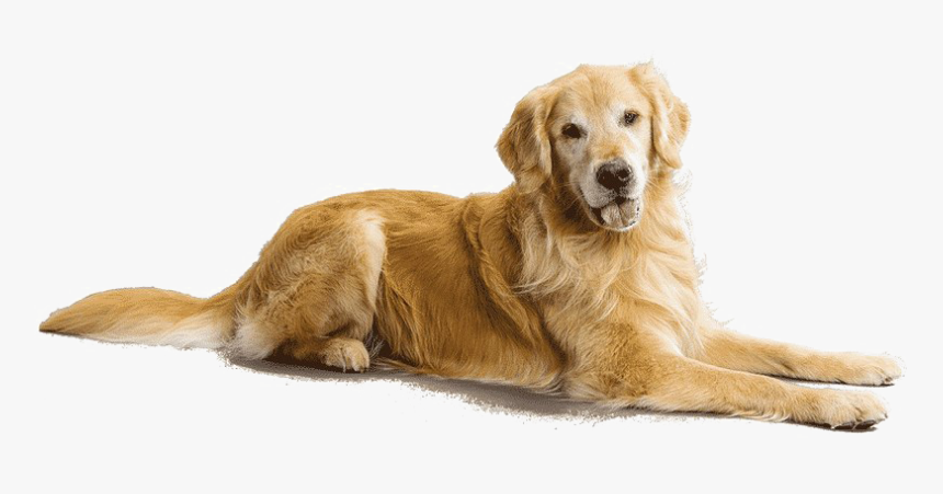 Breed,canidae,golden Dog,sporting Group,snout,labrador - Golden Retriever Transparent Background, HD Png Download, Free Download