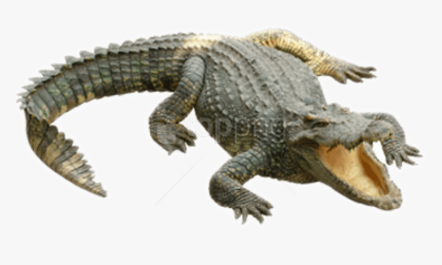 Png Of Crocodile - Png Crocodile, Transparent Png, Free Download