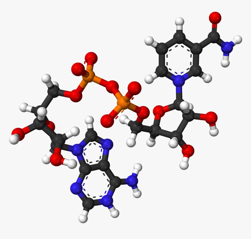 Nad From Xtal 2003 3d Balls - Nicotinamide Adenine Dinucleotide Nad, HD Png Download, Free Download