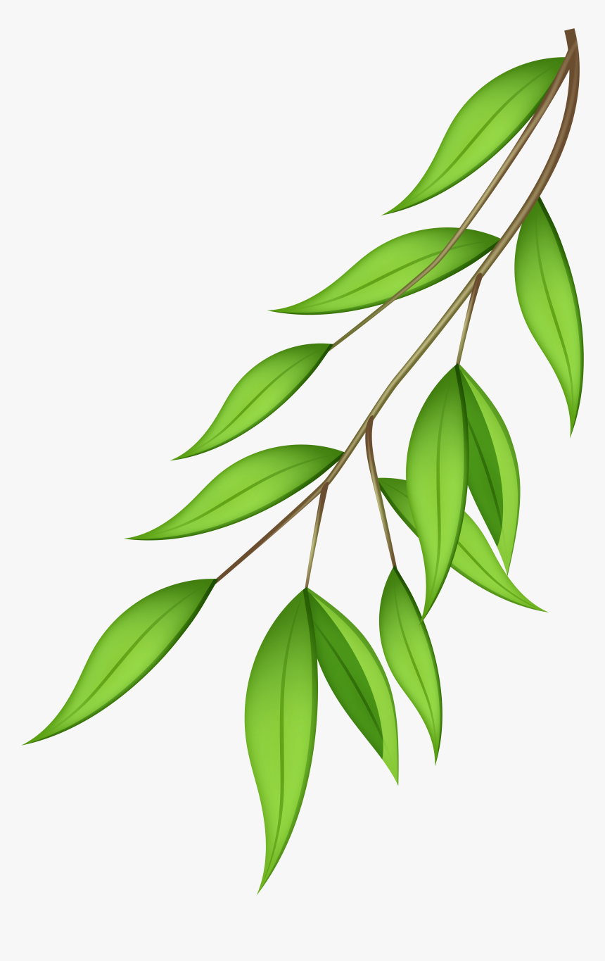 Olive Branch Clipart Vector - Transparent Background Tree Branch Transparent, HD Png Download, Free Download