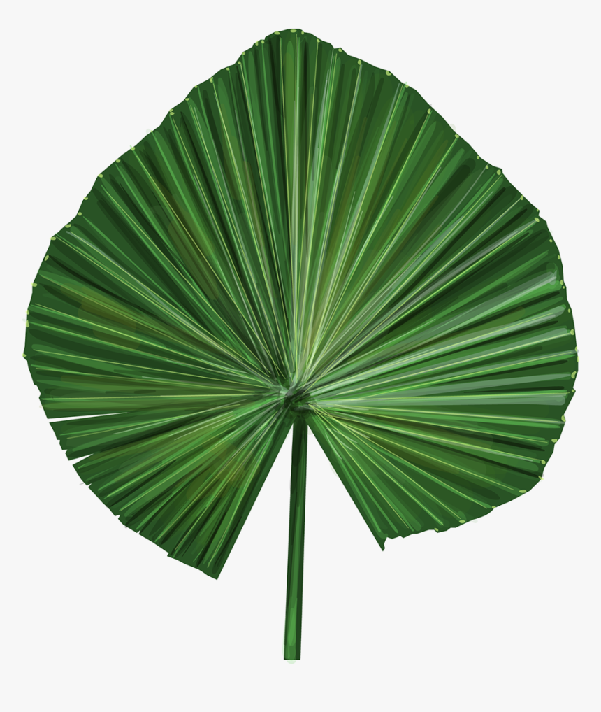 Vector Illustrations Of Exotic Leaves - Palm Leaf Vector Png, Transparent Png, Free Download