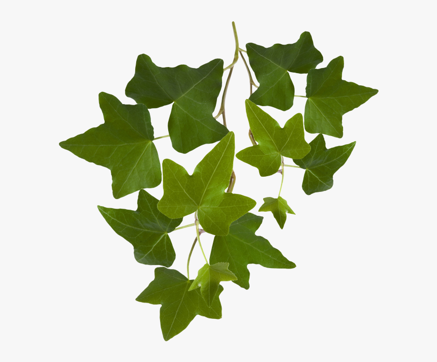 Ivy Leaves Png Free, Transparent Png - Ivy Leaves Png Free, Png Download, Free Download