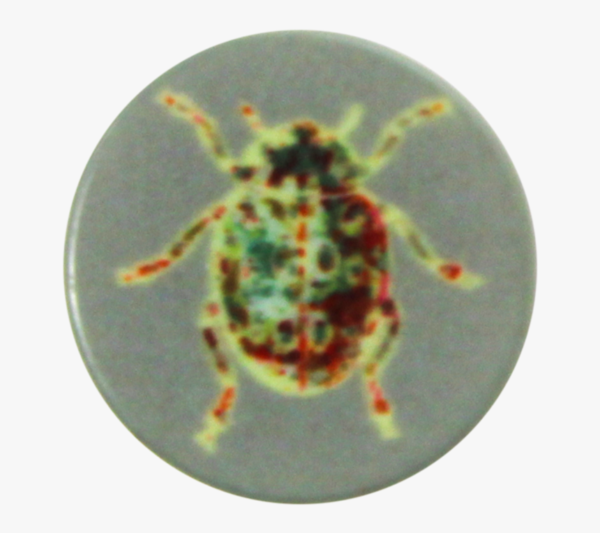 Polyester Button Beetle Shank - Weevil, HD Png Download, Free Download