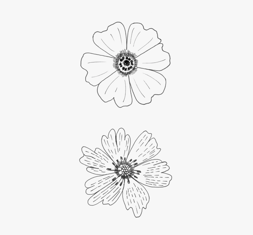 Flowers 01 02 Graphic - Flower Graphic Transparent, HD Png Download, Free Download