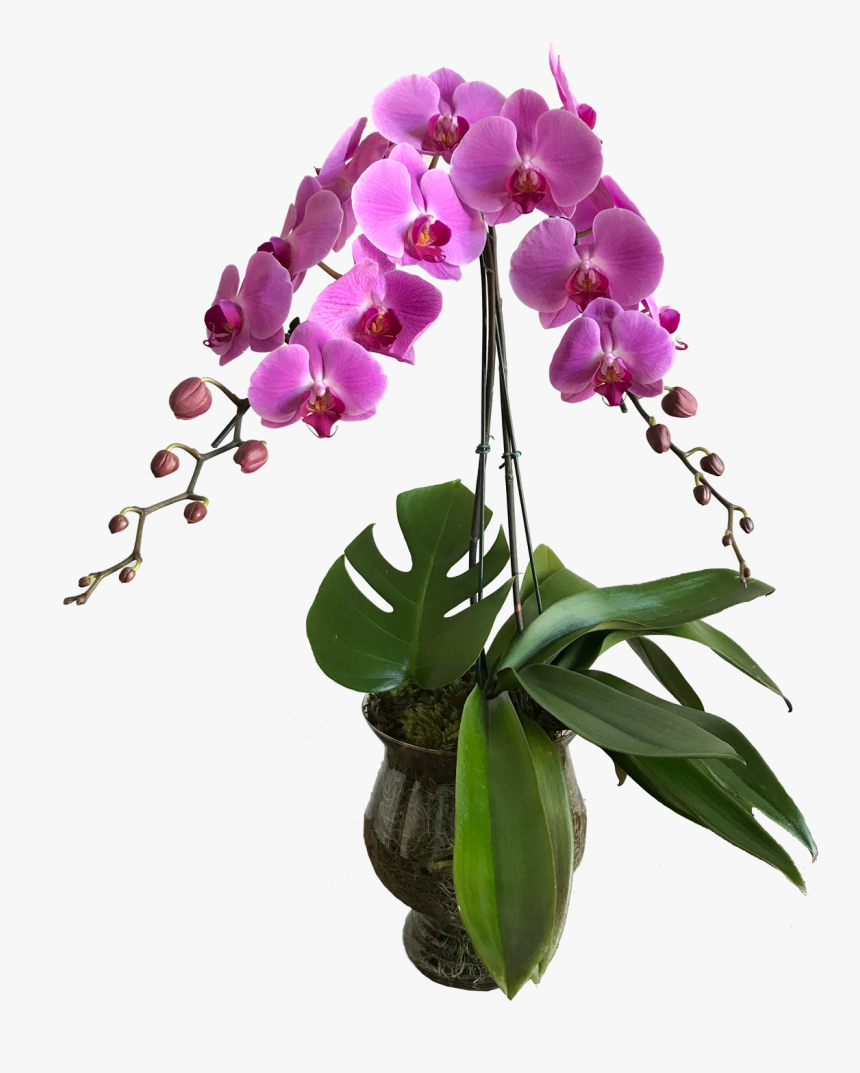 Orquídeas Vaso De Vidro - Orquídeas Png, Transparent Png, Free Download