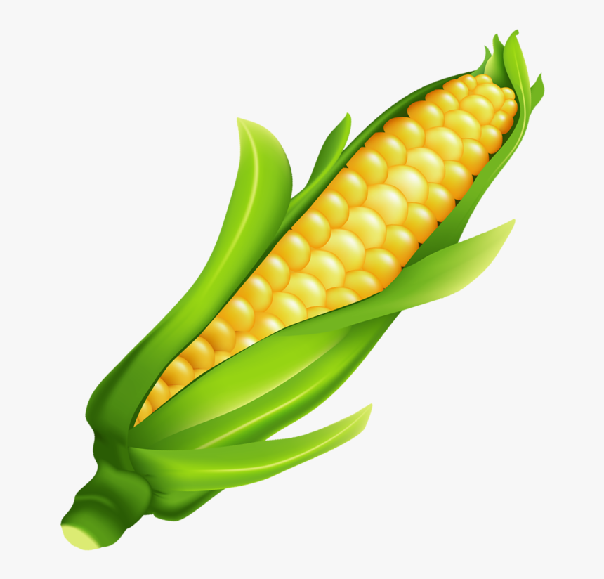 Milho Ear Of Corn Ears Of Corn, Food Clipart, Fruits - Corn Clipart Transparent Background, HD Png Download, Free Download