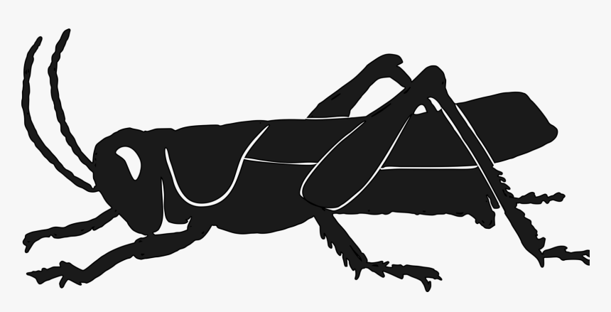 Silhouette,monochrome Photography,pollinator - Grasshopper Clipart Silhouette, HD Png Download, Free Download