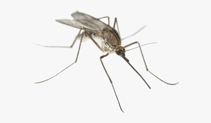 Mosquito Close Up - Mosquito Drawing Transparent Background, HD Png Download, Free Download
