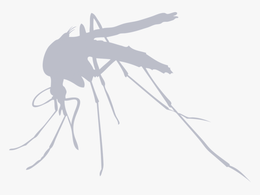 Transparent Mosquito Bite Clipart - Nulla Crux Nulla Corona, HD Png Download, Free Download