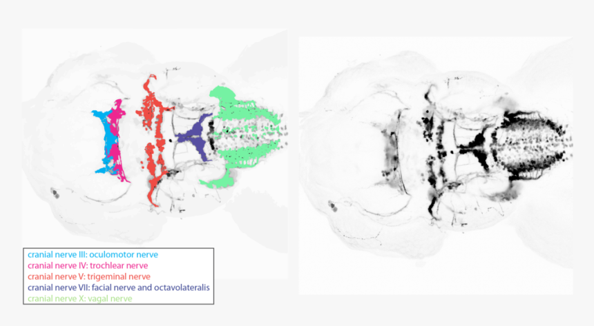 Isl1 Cranial Nerves Expanded-02 - Oculomotor Nuclei Zebrafish, HD Png Download, Free Download