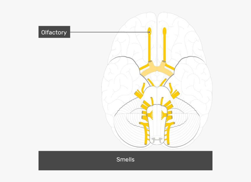 An Inferior View Of The Brain Showing The Cranial Nerves - Cranial Nerves Diagram Unlabeled, HD Png Download, Free Download