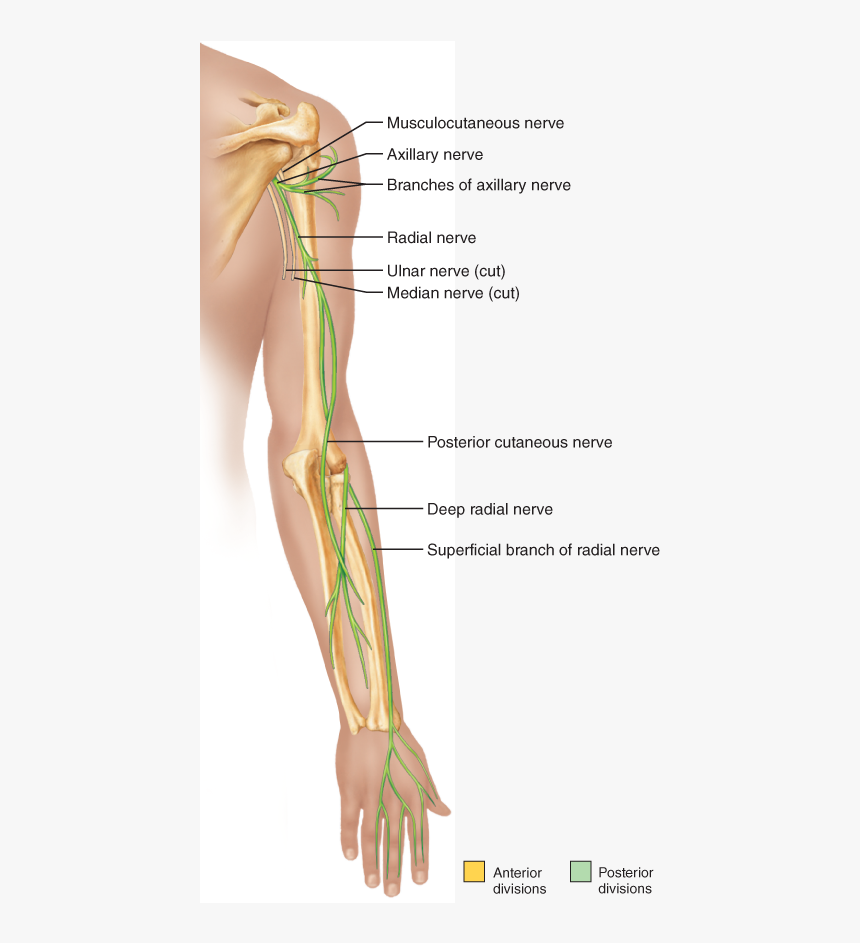 Transparent Anatomy Png - Radial Nerve, Png Download, Free Download