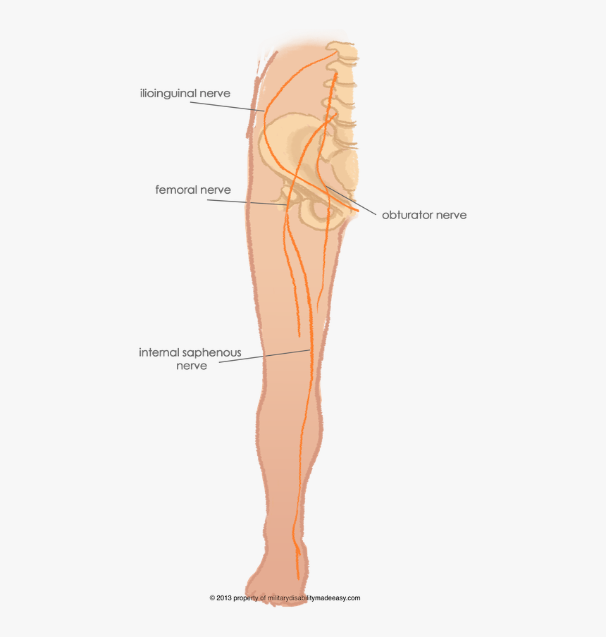 Leg Nerves, HD Png Download, Free Download