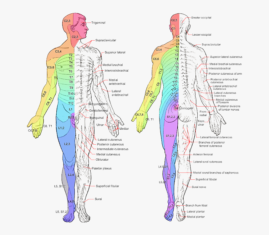 Image From Wikipedia - Nerve Map Of Body, HD Png Download, Free Download