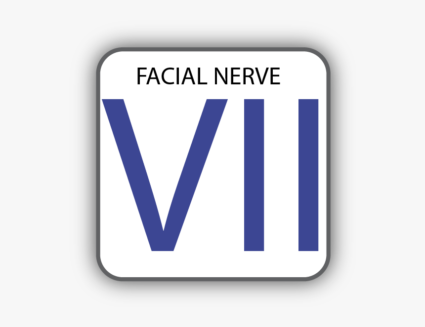Cranial Nerve Vii, HD Png Download, Free Download