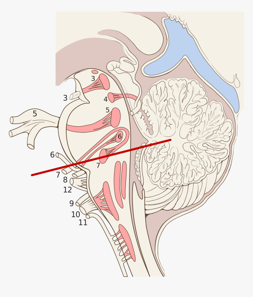 Sagittal Section Of Brain Stem, HD Png Download, Free Download