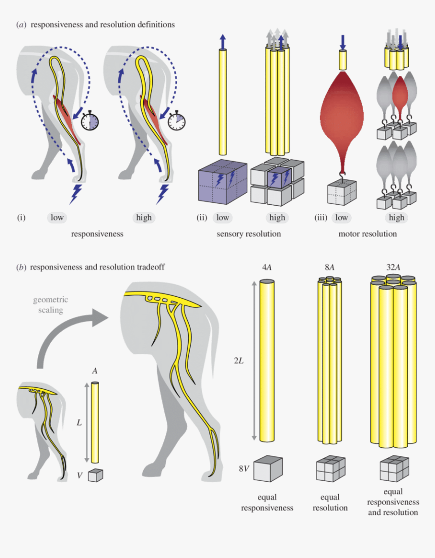 Diagram, HD Png Download, Free Download