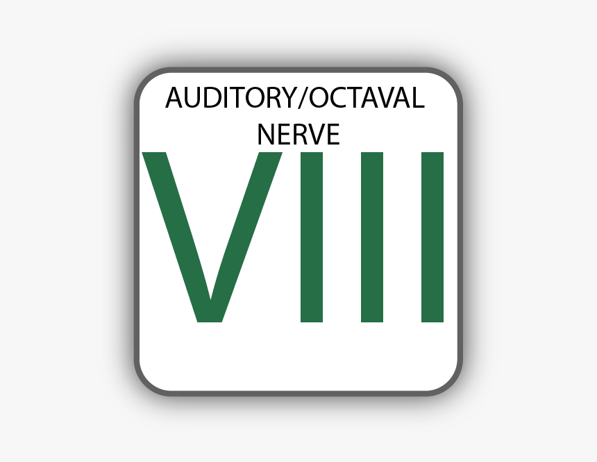 Cranial Nerve Viii, HD Png Download, Free Download