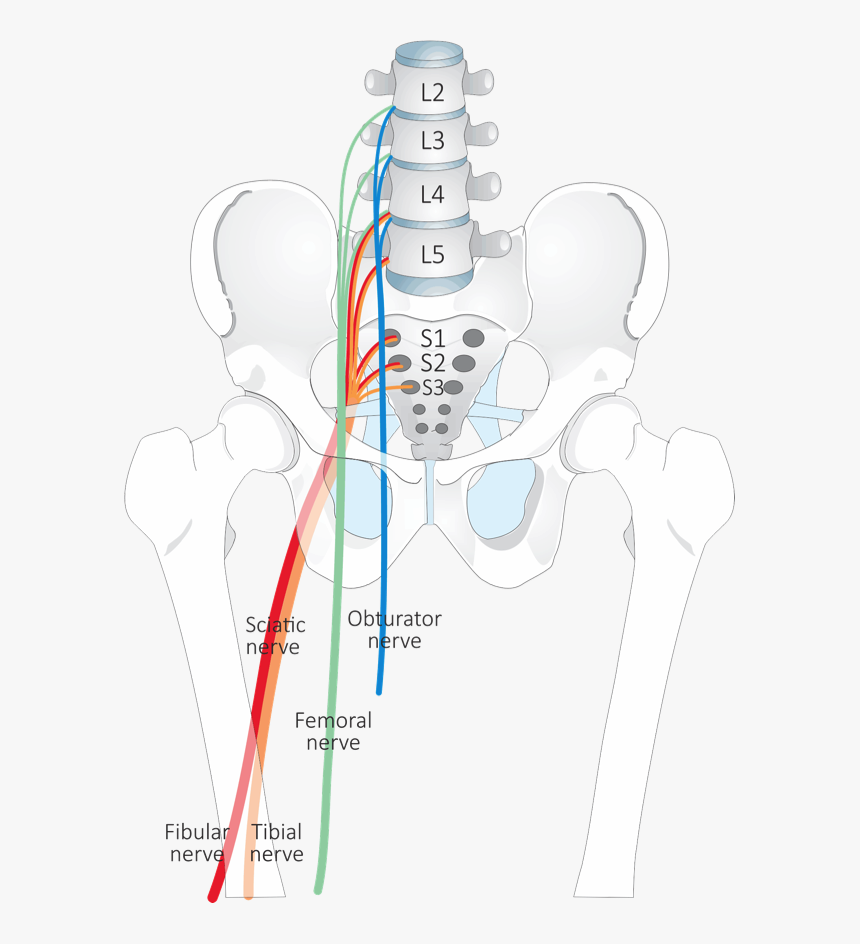 Système Nerveux L4 L5, HD Png Download, Free Download