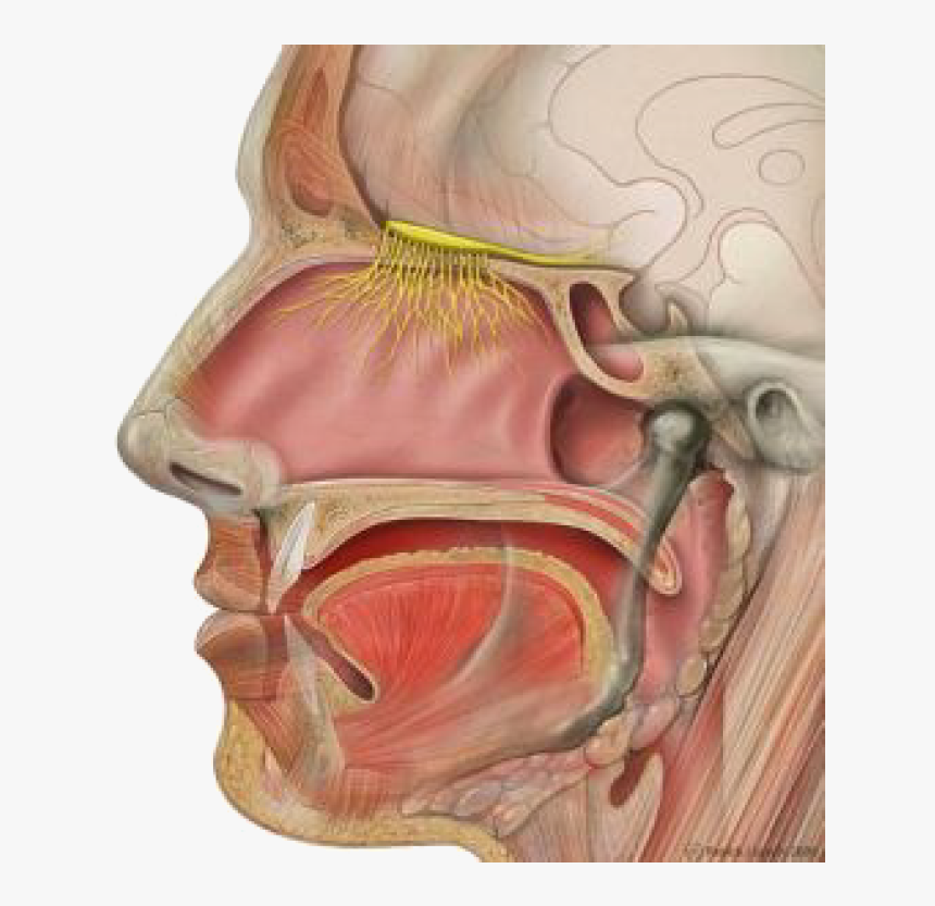 Olfactory Nerves, HD Png Download, Free Download