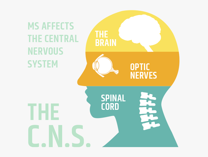 Body Systems Affected By Multiple Sclerosis, HD Png Download, Free Download