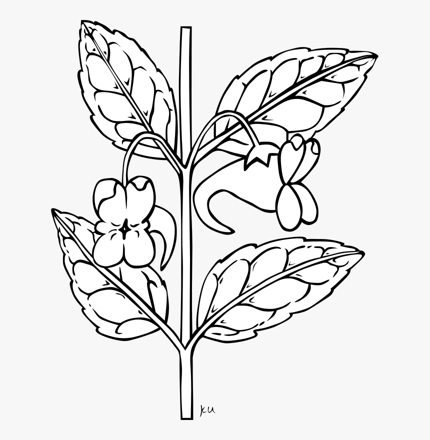 Flowers Borders Clipart Sampaguita - Free Plant Clipart Black And White, HD Png Download, Free Download