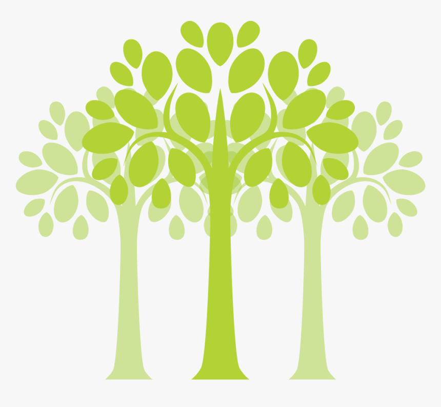 Plants Trees - Transparent Moringa Tree Png, Png Download, Free Download