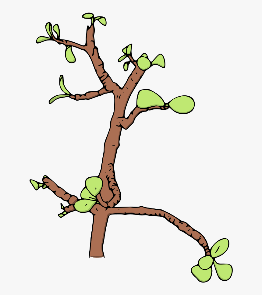 Jade Money Tree Vector Illustration - Clip Art, HD Png Download, Free Download