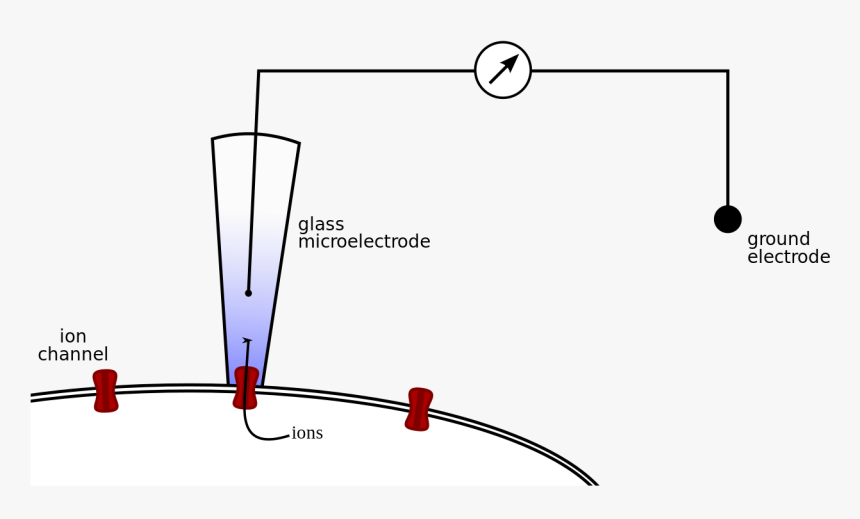 Patch Clamp Png, Transparent Png, Free Download