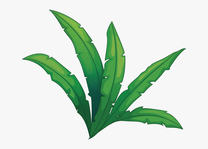 Jungle Plant Transparent - Transparent Jungle Plant Clip Art, HD Png Download, Free Download