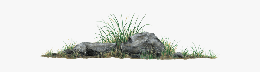 Rock Grass Plant Wall Decal Sticker - Rock With Grass Png, Transparent Png, Free Download