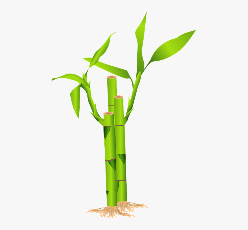 Bamboo, Grass, Japan, Jungle, Plant, Green - Bamboo Clipart, HD Png Download, Free Download