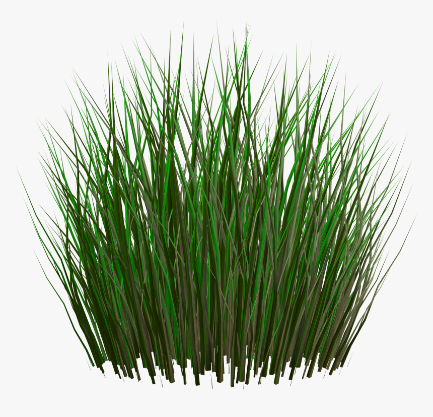 Clip Art For Free Download - Grasses Png, Transparent Png, Free Download