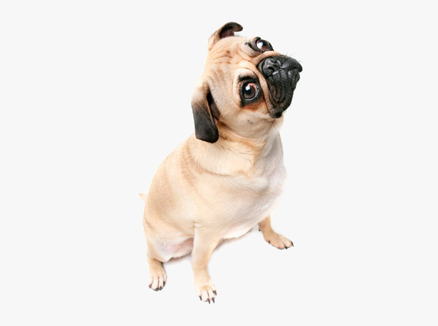 Thug Life Pug Png Image With Transparent Background - Pug Cartoon Transparent Background, Png Download, Free Download