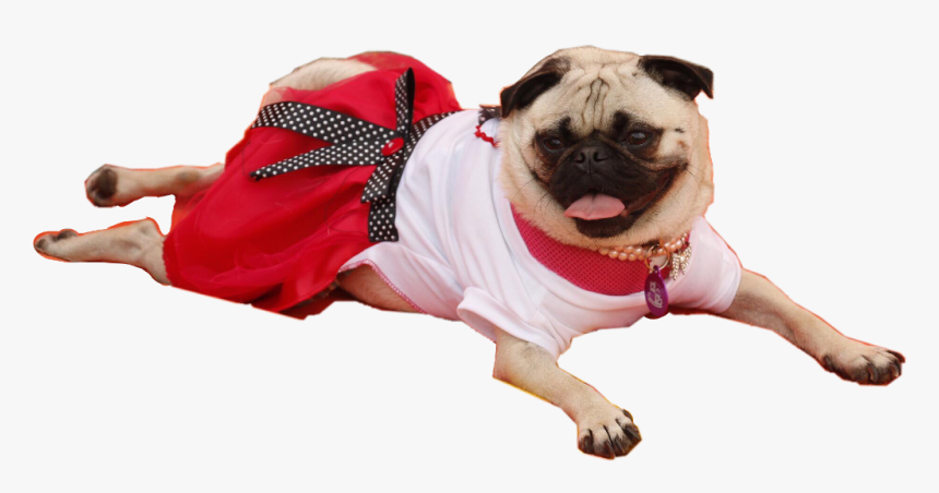 #pug #pugs #frida #puglife #dog #freetoedit - Pug, HD Png Download, Free Download