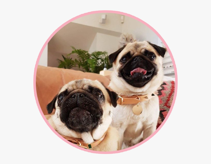 Pikeletthepug 3 - Pug, HD Png Download, Free Download