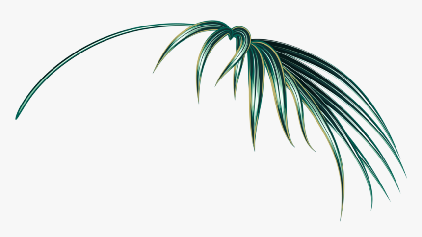 White Pine, HD Png Download, Free Download