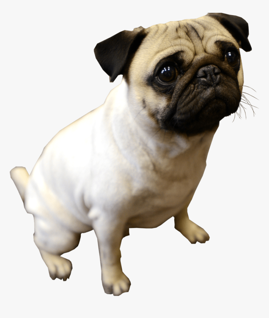 Puppy Transparent Background Dog - Pug Dog No Background, HD Png Download, Free Download