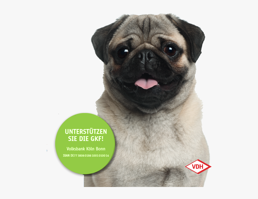 Puggkf2019 - Pug Face Close Up, HD Png Download, Free Download