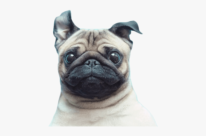 Pug Png, Transparent Png, Free Download