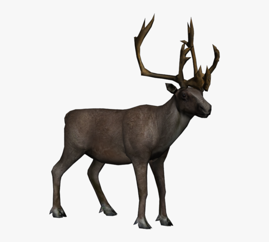 Moose, Elk Png - Arctic Reindeer Png, Transparent Png, Free Download