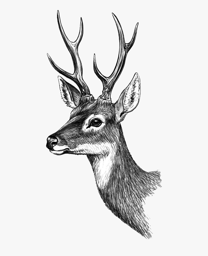 Tattoo Classical Painted Sticker Deer Phan Paper Clipart - Олень Рисунок Карандашом, HD Png Download, Free Download